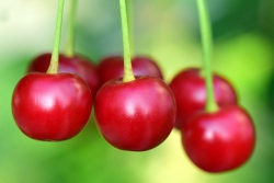 Buah Cherry